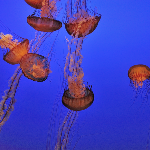 Sea Nettles