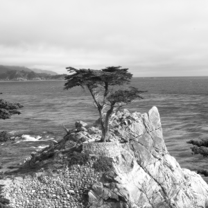 Lone Cypress