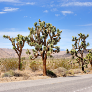 Joshua Tree National Monument