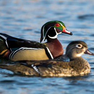 Wood Ducks