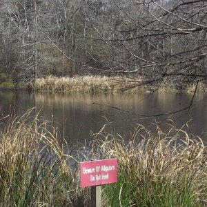 alligator sign