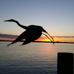 Heron in flight