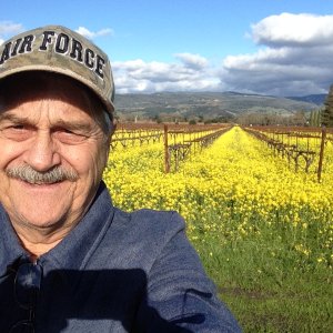 Mustard in Napa Valley among the vines.