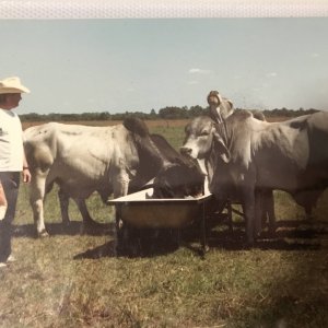 Feeding the bulls