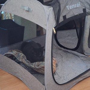 KittyTent