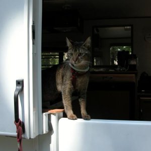 Woody, the Hi-Lo cat, surveying Pi-Pi campground for chipmunks!@