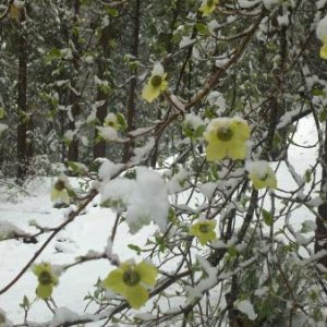 Spring snow on the Dogwood tree.