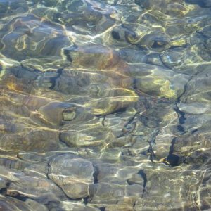 Here's the water in the Quinault, some of the clearest water you'll ever see.