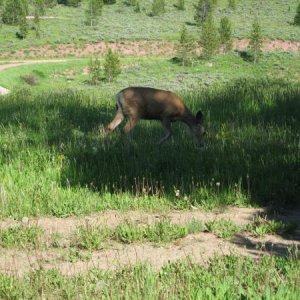 Deer just outside of our trailer.  Bridger Nat. Forest just south of Jackson Hole Wyo.