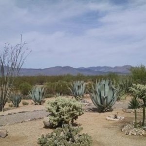 Nice walk trail at Escapees Campground; Congress, AZ