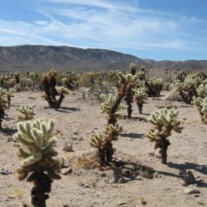 Joshua Tree Nat Park