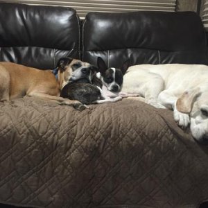 Our fur babies Noel the Boxer, Hunter the Lab and Sissy the boston terrier/chihuahua mix