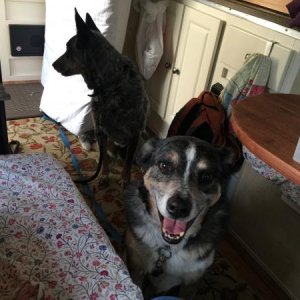 Cooper (big smile) and Merrick, getting ready to be walked at Bolsa Chica 12 December 2016