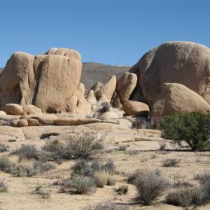 185 Joshua Tree Park