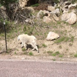 Mountain goat by side of road behind Mt. Rushmore