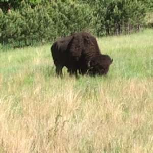 Buffalo near road in Custer Park.  These guys/gals are HUGE!!!