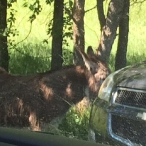 Begging burro in Custer State Park.  They stand in the road hoping you will roll down the window and give them carrots or crackers!