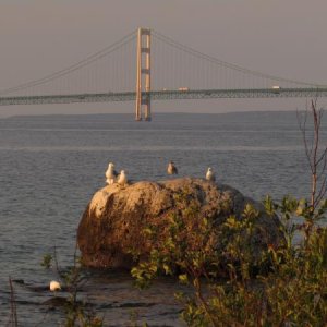 Gulls on a boulder and the Mackinaw Bridge near sunset