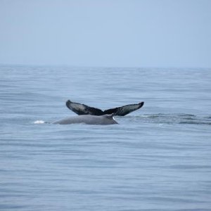 2 Humpbacks,  We seen 10!!!