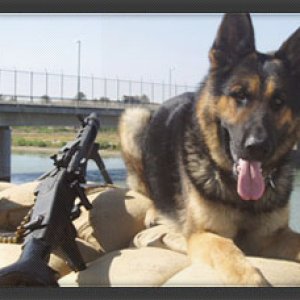 Conversion Protection K9