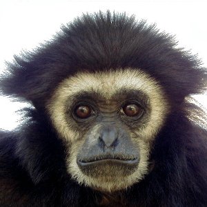 Gibbon monkey, future conversion owner.