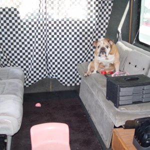 Dog on couch in truck conversion. Notice his expression. What is his mood?