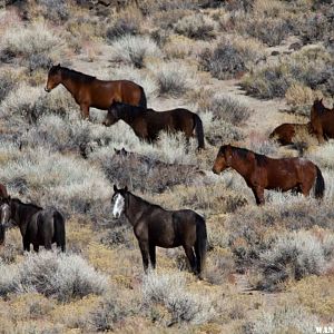 Wild Horses, Adobe Valley