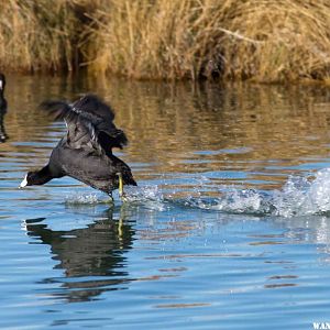 Aggressive Coot