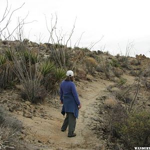 There is a small Ocotillo Patch along the trail.