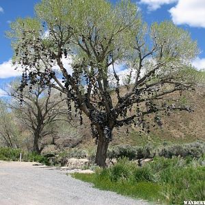 Shoe Tree