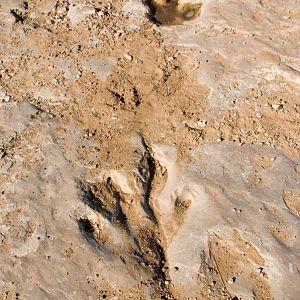 Dino Tracks along the Picketwire