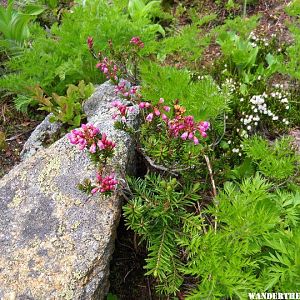 Trail to Gwillim Lakes (18).jpg