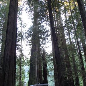 Bollard Grove, Avenue of the Giants