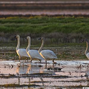 Tundra Swans