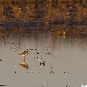 Greater Yellowlegs