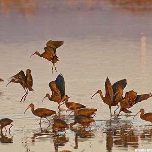 White faced Ibis at sunset    Marysville, CA