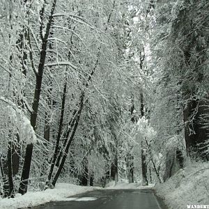 Driving to Wawona.