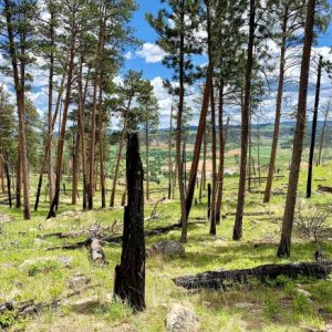 Devils Tower National Monument - View of our site from Devils Tower