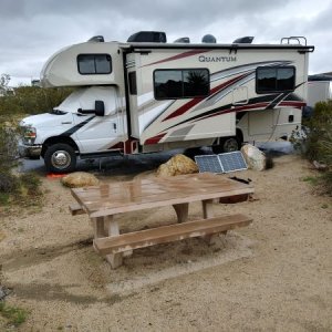 Brownie at Joshua Tree NP.