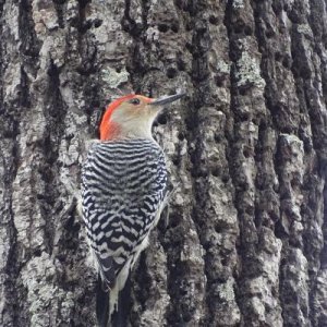 Red-bellied Woodpecker