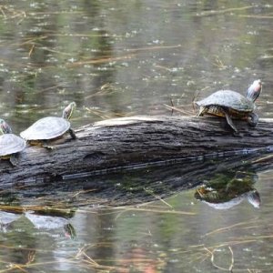 Red-eared sliders