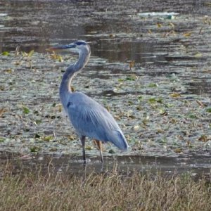 Great Blue Heron