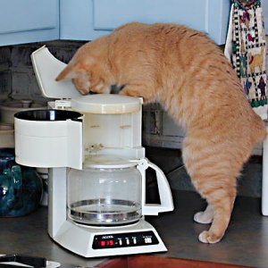 No FT RVer should be without a barista ... this is our Manx, Notales. I rescued him as a kitten in 1999 in Arizona, where I assume he'd been abandoned