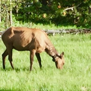 Yellowstone 2016