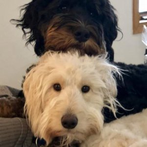 Molly and Cooper , the RV-ING Doodles