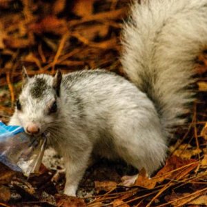 White squirrel - color variation of common gray squirrel.