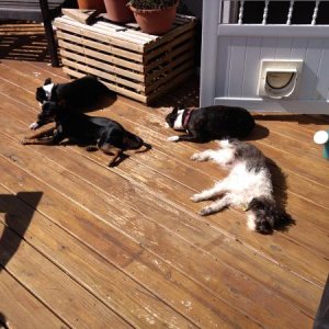 My fur babies catching some rays!