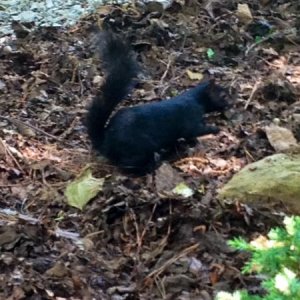 A black squirrel, a first for me in the South