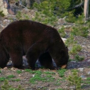 Black Bear in the Ball Diamond.