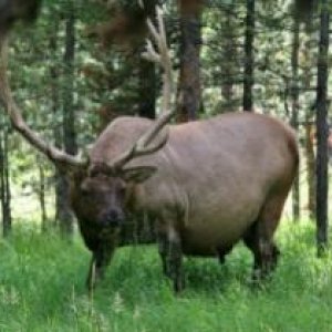 Getting bulked up for next months RUT by eating every mushroom along the meadow.